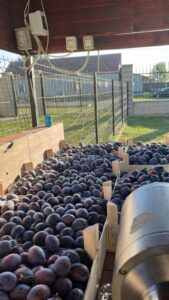 Pregatiri pt fam nevoiase din Oltenia